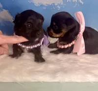 Tiny Teacup Athena , a female Yorkshire Terrier for sale in Selmer, TN – 4 of 9