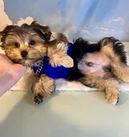 Teacup Zeus , a male Yorkshire Terrier for sale in Selmer, TN – 4 of 10