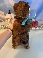 Fancy- Female Chocolate Merle , a male Yorkshire Terrier for sale in Selmer, TN – 5 of 10