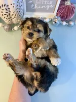 Bailey Female, a female Yorkshire Terrier for sale in Selmer, TN – 8 of 10