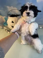 Beau Teacup Yorkie (1/4th Maltese), a male Maltese and Yorkshire Terrier for sale in Selmer, TN – 9 of 10