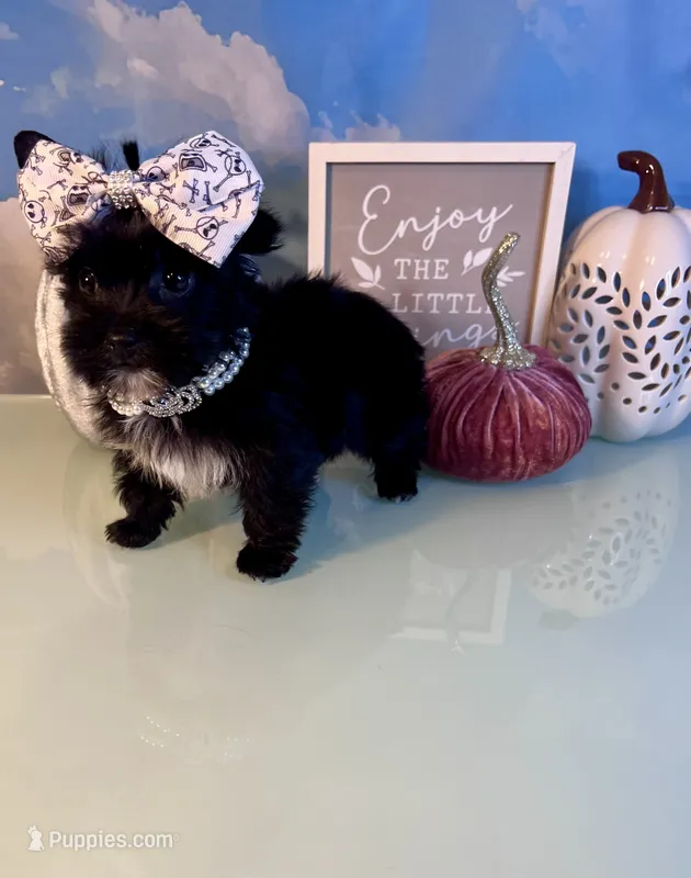 Bitty- Teacup KB Black Female – Yorkshire Terrier puppy for sale in Selmer, TN