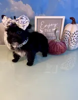 Bitty- Teacup KB Black Female, a female Yorkshire Terrier for sale in Selmer, TN – 1 of 9