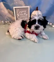 Brody Teacup Yorkie (1/4th Maltese) , a male Maltese and Yorkshire Terrier for sale in Selmer, TN – 2 of 10