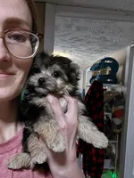 CKC Teacup Tinkerbell, a female Maltese and Yorkshire Terrier for sale in Selmer, TN – Photo 2 of 8