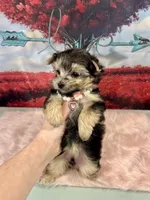 CKC Teacup Tinkerbell, a female Maltese and Yorkshire Terrier for sale in Selmer, TN – Photo 3 of 8
