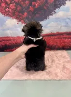 CKC Teacup Tinkerbell, a female Maltese and Yorkshire Terrier for sale in Selmer, TN – Photo 7 of 8