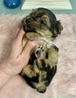 CKC Teacup Tinkerbell, a female Maltese and Yorkshire Terrier for sale in Selmer, TN – Photo 8 of 8