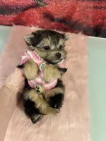 CKC Teacup Tinkerbell, a female Maltese and Yorkshire Terrier for sale in Selmer, TN – Photo 5 of 8