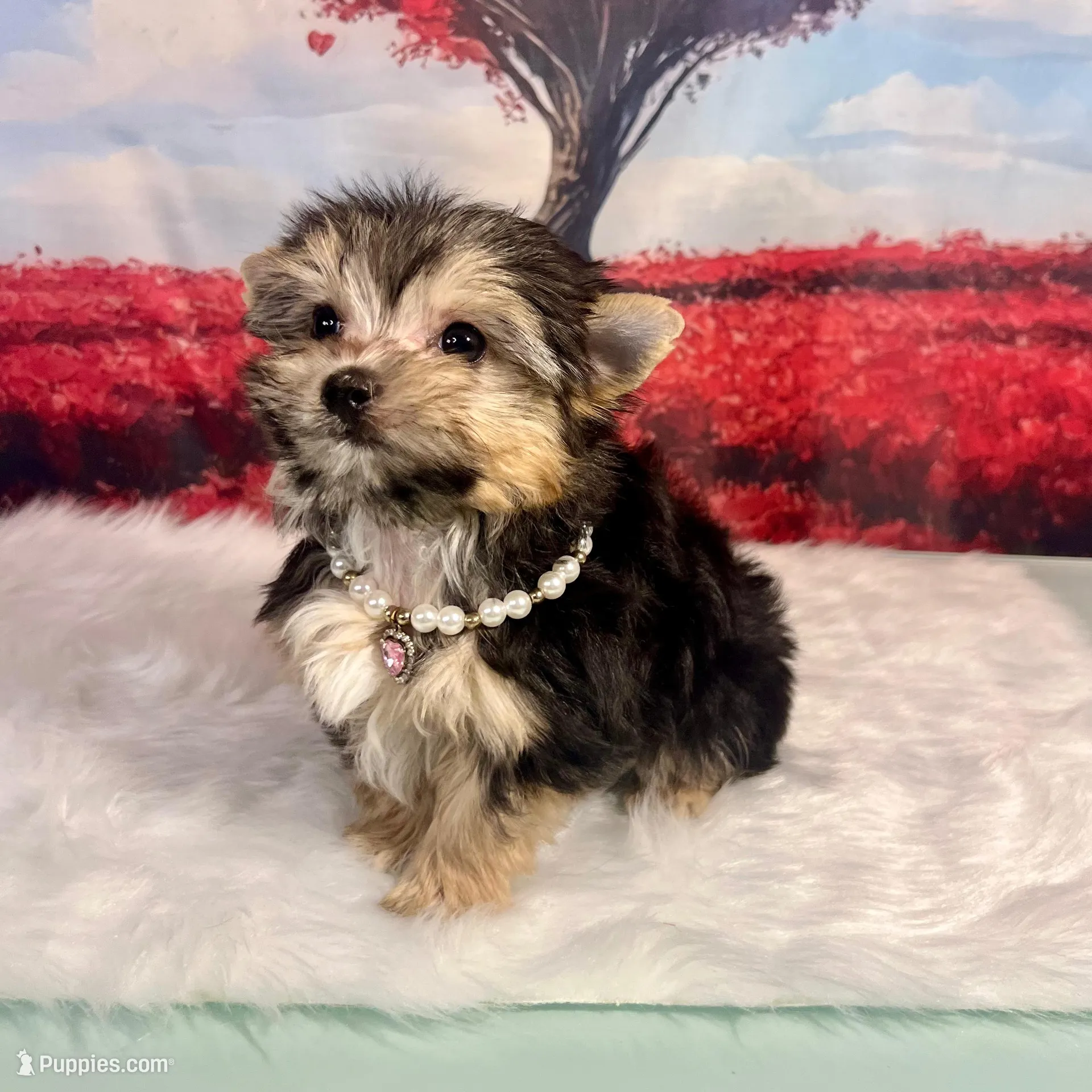 CKC Teacup Tinkerbell