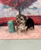 CKC Teacup Tinkerbell, a female Maltese and Yorkshire Terrier for sale in Selmer, TN – Photo 4 of 8