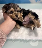 Teacup Zeus , a male Yorkshire Terrier for sale in Selmer, TN – 3 of 10