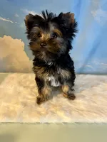 Teacup Kallisto, a female Yorkshire Terrier for sale in Selmer, TN – 5 of 10