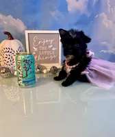 Bitty- Teacup KB Black Female, a female Yorkshire Terrier for sale in Selmer, TN – 8 of 9