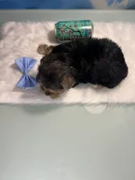 Teacup Zeus , a male Yorkshire Terrier for sale in Selmer, TN – 5 of 10