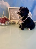 Fergie KB Black Female  , a female Yorkshire Terrier for sale in Selmer, TN – 2 of 10