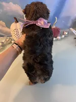 Bailey Female, a female Yorkshire Terrier for sale in Selmer, TN – 10 of 10