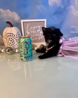 Bitty- Teacup KB Black Female, a female Yorkshire Terrier for sale in Selmer, TN – 7 of 9