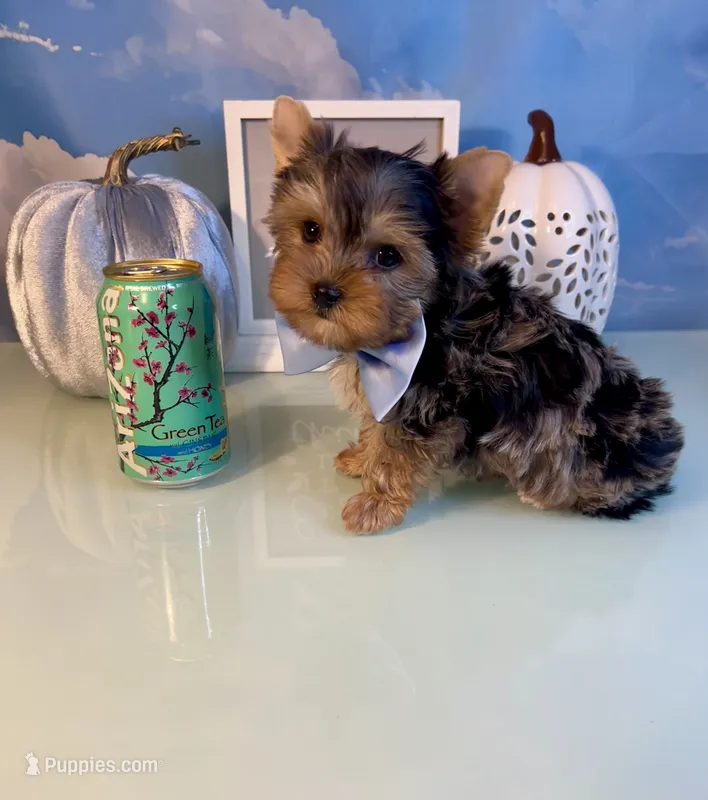 Milo- Teacup Chocolate Merle Male – Yorkshire Terrier puppy for sale in Selmer, TN