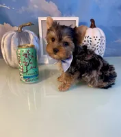 Milo- Teacup Chocolate Merle Male, a male Yorkshire Terrier for sale in Selmer, TN – 1 of 8