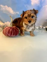 Fancy- Female Chocolate Merle , a male Yorkshire Terrier for sale in Selmer, TN – 9 of 10