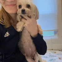 CKC Teacup Tiffany, a female Maltese and Yorkshire Terrier for sale in Selmer, TN – Photo 10 of 10