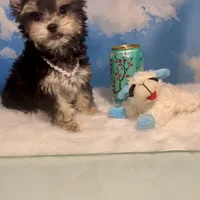 CKC Teacup Tiffany, a female Maltese and Yorkshire Terrier for sale in Selmer, TN – Photo 7 of 10