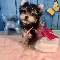 CKC Teacup Tiffany, a female Maltese and Yorkshire Terrier for sale in Selmer, TN – Photo 4 of 10