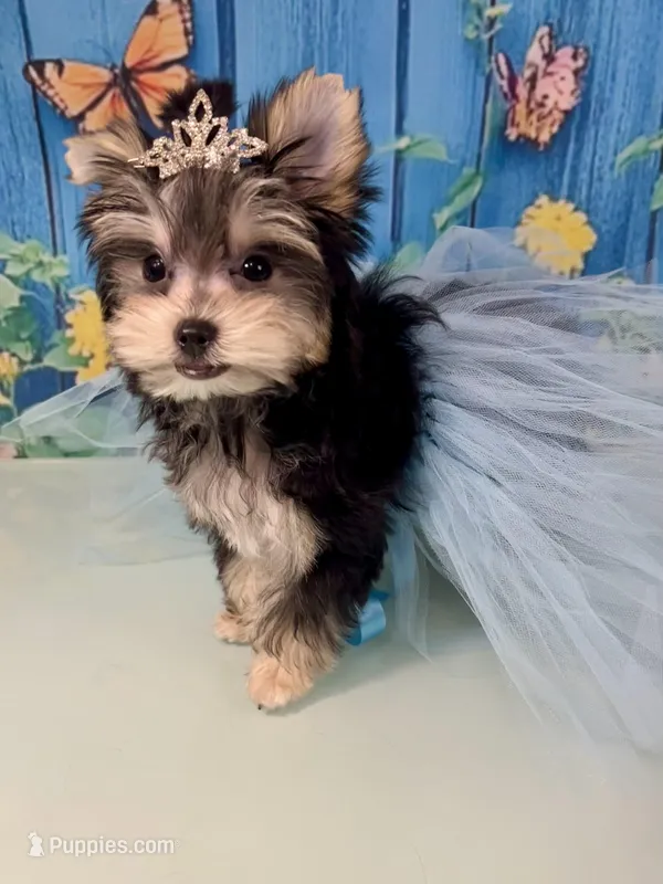 CKC Teacup Tiffany – Maltese, Yorkshire Terrier puppy for sale in Selmer, TN