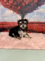 CKC Teacup Tiffany, a female Maltese and Yorkshire Terrier for sale in Selmer, TN – Photo 3 of 10