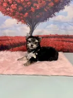 CKC Teacup Tiffany, a female Maltese and Yorkshire Terrier for sale in Selmer, TN – Photo 4 of 10