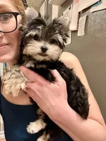 CKC Teacup Tiffany, a female Maltese and Yorkshire Terrier for sale in Selmer, TN – Photo 3 of 10