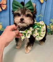 CKC Teacup Tiffany, a female Maltese and Yorkshire Terrier for sale in Selmer, TN – Photo 2 of 10