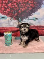 CKC Teacup Tiffany, a female Maltese and Yorkshire Terrier for sale in Selmer, TN – Photo 5 of 10
