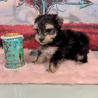 CKC Teacup Tiffany, a female Maltese and Yorkshire Terrier for sale in Selmer, TN – Photo 8 of 10