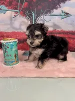 CKC Teacup Tiffany, a female Maltese and Yorkshire Terrier for sale in Selmer, TN – Photo 6 of 10