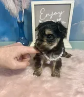 CKC Teacup Tiffany, a female Maltese and Yorkshire Terrier for sale in Selmer, TN – Photo 8 of 10