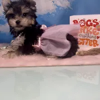 CKC Teacup Tiffany, a female Maltese and Yorkshire Terrier for sale in Selmer, TN – Photo 6 of 10