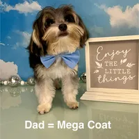 CKC Teacup Tiffany, a female Maltese and Yorkshire Terrier for sale in Selmer, TN – Photo 9 of 10