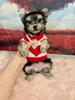 CKC Teacup Tiffany, a female Maltese and Yorkshire Terrier for sale in Selmer, TN – Photo 7 of 10