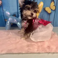 CKC Teacup Tiffany, a female Maltese and Yorkshire Terrier for sale in Selmer, TN – Photo 5 of 10
