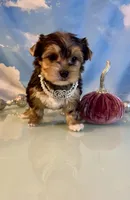 Bailey Female, a female Yorkshire Terrier for sale in Selmer, TN – 4 of 10