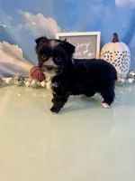 Fergie KB Black Female  , a female Yorkshire Terrier for sale in Selmer, TN – 6 of 10