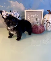 Bitty- Teacup KB Black Female, a female Yorkshire Terrier for sale in Selmer, TN – 5 of 9