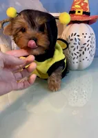 Milo- Teacup Chocolate Merle Male, a male Yorkshire Terrier for sale in Selmer, TN – 8 of 8