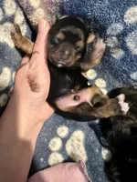 Teacup Zeus , a male Yorkshire Terrier for sale in Selmer, TN – 5 of 10