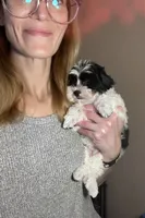 Beau Teacup Yorkie (1/4th Maltese), a male Maltese and Yorkshire Terrier for sale in Selmer, TN – 10 of 10