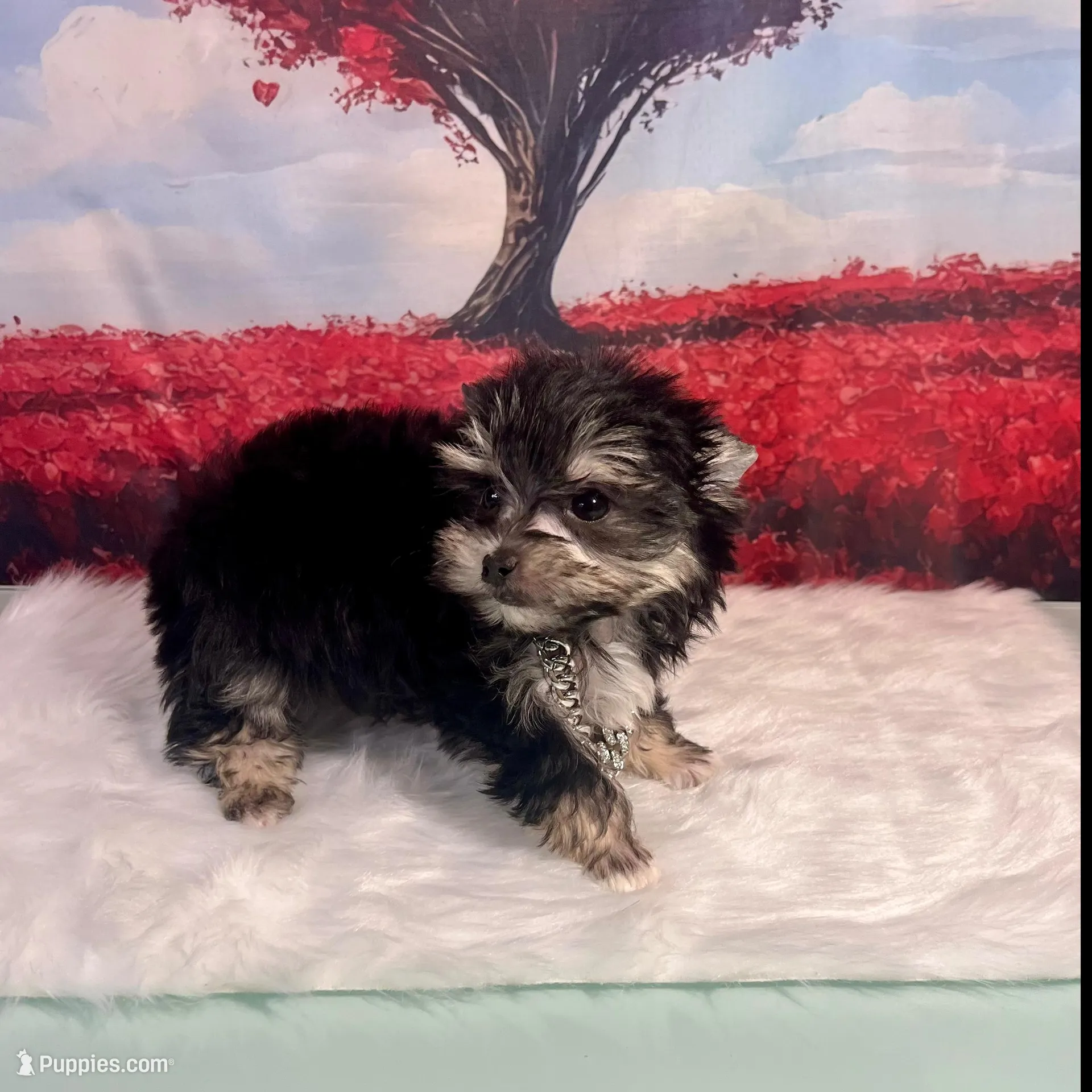 CKC Teacup 3.5lb Tiny, a male Maltese and Yorkshire Terrier for sale in Selmer, TN – Photo 7 of 10