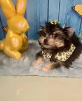 CKC Teacup 3.5lb Tiny, a male Maltese and Yorkshire Terrier for sale in Selmer, TN – Photo 4 of 10