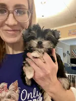 CKC Teacup 3.5lb Tiny, a male Maltese and Yorkshire Terrier for sale in Selmer, TN – Photo 3 of 10